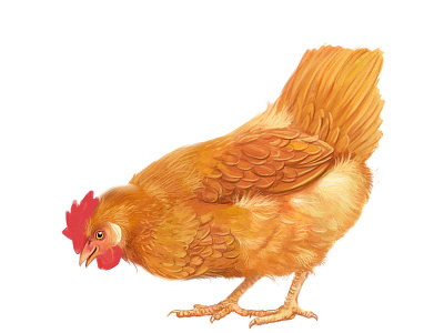 chicken chicken chickens illustration