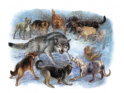wolf hunt hunt landscape wolf