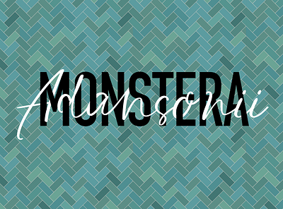 Monstera Adansonii branding design flat graphic design illustration illustrator minimal monstera monstera adansonii typography vector