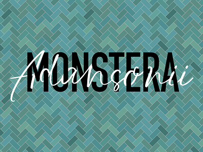 Monstera Adansonii branding design flat graphic design illustration illustrator minimal monstera monstera adansonii typography vector