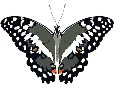Lepidoptera and rhopalocera art artist butterflies design flat graphic design illustration illustrator minimal moths vector