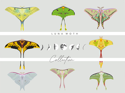 Luna Moths art colourscheme design flat graphic design illustration illustrator luna moth minimal moth moth illustration vector