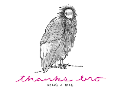 Condor bird illustration sketch