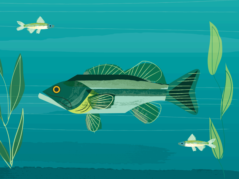 Gone fishing animation bass design fish fishing gif illustration minnow reel water