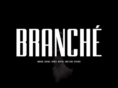 Branche - Sans Display Font