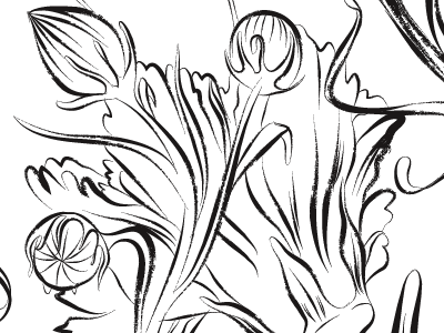 Linework for a Counter Culture Editorial Piece buds dry brush flowers illustration illustrator poppies vector