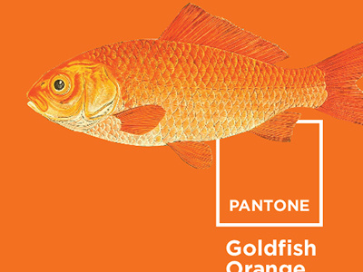 Pantone: Goldfish Orange