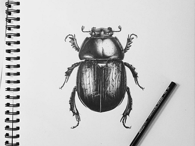 Series of Bugs design drawing illustration