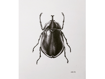 Beetle/bug illustration drawing
