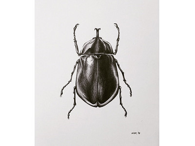 Beetle/bug