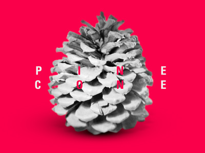 Pine Cone bright nature pine cone pink random typography