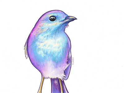 Rainbow Robin