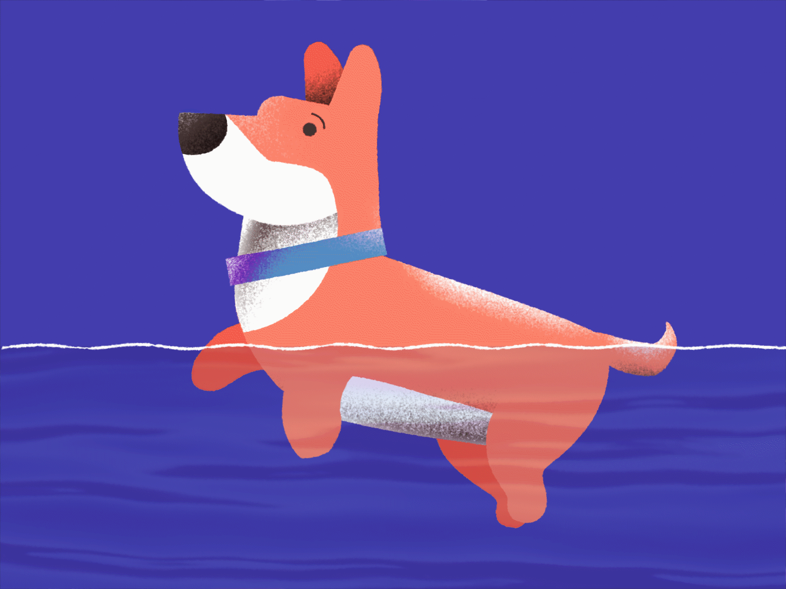 Swimming Corgi Dog 2d animation 2danimation animals character animation corgi corgi animation dog animation dog illustration frame by frame frame by frame animation illustration noise shadow texture