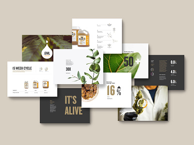 Mammoth Booklet Pages booklet brochure cannabis branding cannabis design layout marketing product brochure product marketing