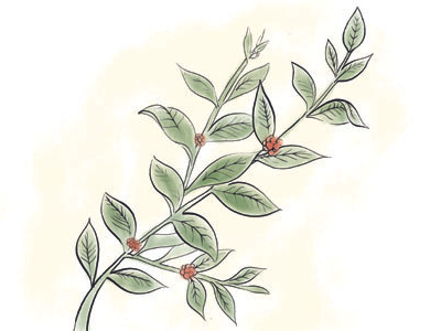 Coffee Plant coffee illustration