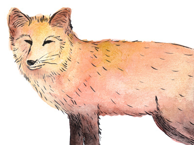 Fox 1 animal fox hand drawn illustration pen watercolor watercolour wolf