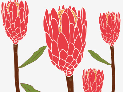 Proteas flowers illustration nature proteas vector