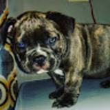 Hector T