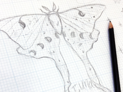 Luna Moth Sketch illustration luna moon moth pencil sketch