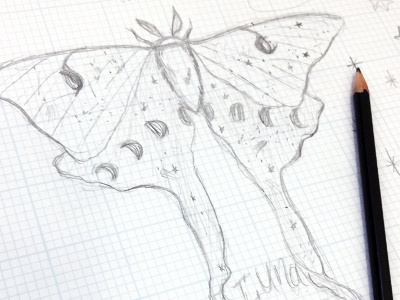 Luna Moth Sketch