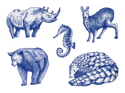 Animals Sketches