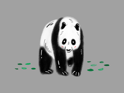 Panda Illustration animal design drawing illustration panda