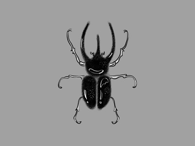 Beetle Illustration beetle blackandwhite design drawing illustration insects