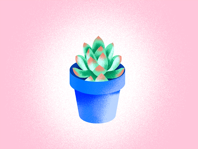 A lil succulent