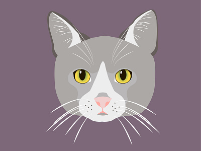 Grey Cat Illustration cat cat drawing cat illustration graphic design grey illustration illustrator vector
