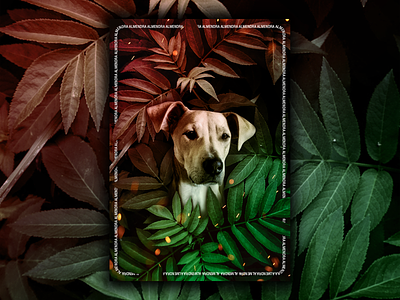 Almendra design dog graphic graphic design leaf montage montaje pet photoedit photoshop