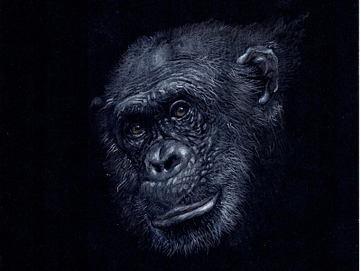 monkey s1 01 illustration