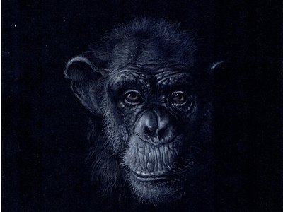 monkey s1 02 illustration