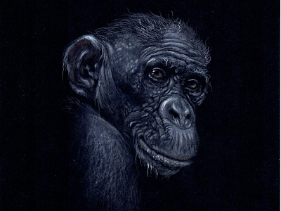 monkey s1 04 illustration