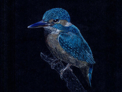 The kingfisher 2 bird black paper colour pencil colour pencils design graphic illustration kingfisher water color