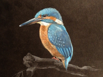 Kingfisher bird black paper colour pencil colour pencils design gouache graphic illustration kingfisher miniature tempera water color