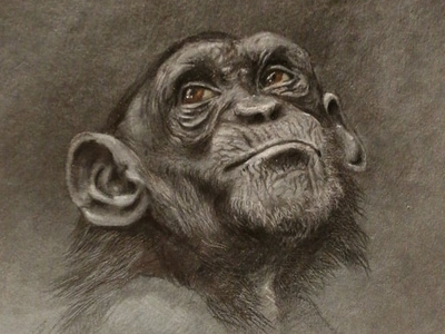Monkey s3 1 character charcoal colour pencil design gouache graphic gray paper graydesign illustration melancholy monkey realism sorrow tempera water color