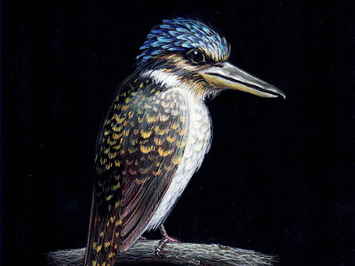 KingFisher 01 bird black paper colour pencil colour pencils design gouache graphic illustration kingfisher miniature plumage realism tempera water color