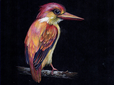 Kingfisher 3 bird black paper colour pencil colour pencils design gouache graphic illustration kingfisher miniature plumage realism tempera water color