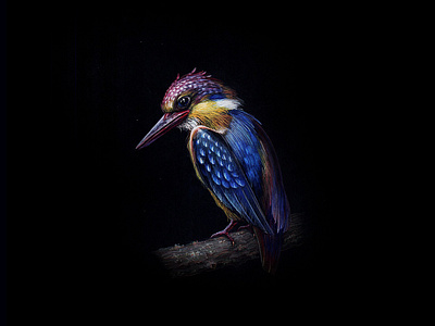 KingFisher 06 bird black paper colour pencil colour pencils design gouache graphic illustration kingfisher miniature plumage realism tempera water color