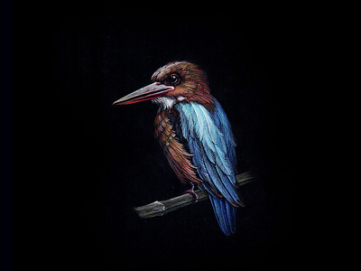 KingFisher 10 bird black paper colour pencil colour pencils design gouache graphic illustration kingfisher miniature plumage realism tempera water color