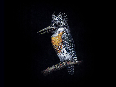 KingFisher 09 bird black paper colour pencil design gouache graphic illustration kingfisher miniature realism tempera water color