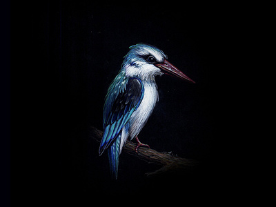 KingFisher 08 bird black paper colour pencils design gouache graphic illustration kingfisher miniature pencel realism tempera water color