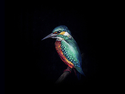 KingFisher 07 bird black paper colour pencil design gouache graphic illustration kingfisher miniature realism tempera water color