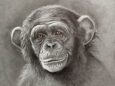 Monkey s3 4 chimpanzee colour pencil colour pencils gouache graphic gray paper illustration monkey realism tempera