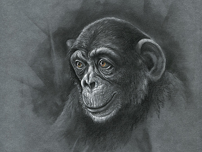 Monkey s3 7 charcoal colour pencil colour pencils gouache graphic gray paper illustration monkey realism tempera water color