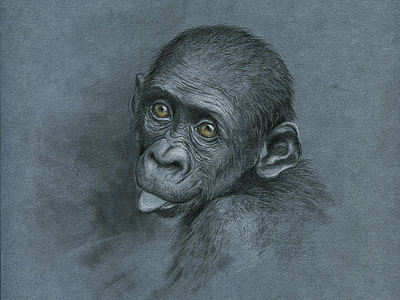 Monkey s3 9 colour pencil gouache graphic illustration monkey realism tempera water color