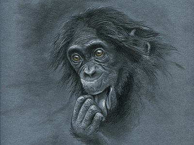 Monkey s3 10 colour pencil gouache graphic illustration