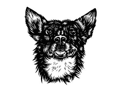Gerty cattle dog dog hand drawn heeler illustration portrait
