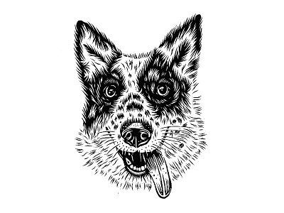 Rodeo cattle dog dog hand drawn heeler illustration portrait texas heeler