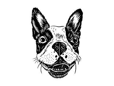 June boston terrier canine handdrawn illustration portrait